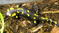 Огненная саламандра (Salamandra salamandra)